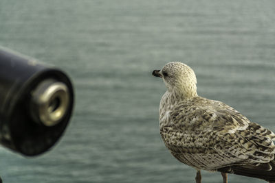 Close-up of seagull perching on sea shore