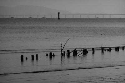 Silhouette birds on beach against sky