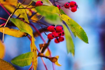 Close-up of berries growing on tree against sky