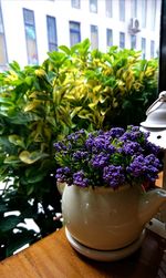 Close-up of potted plant on table