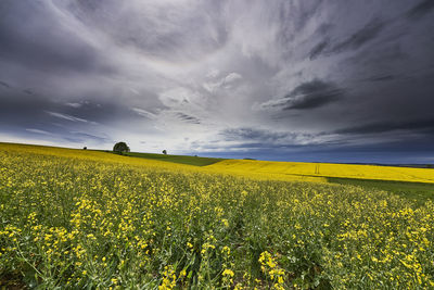 Scenic view of oilseed rape field against sky