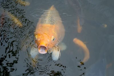 High angle view of fish swimming in lake