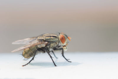 Close-up of fly