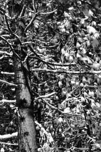 Full frame shot of tree in forest