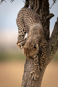 Young cheetah on tree trunk