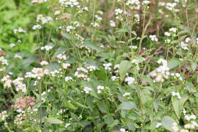 Close-up of white flowering plants on field