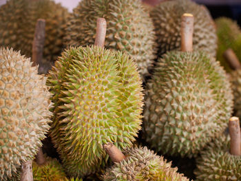 Full frame shot of succulent plants
