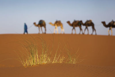 View of sand dunes in a desert