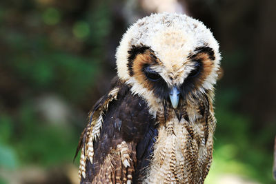 Close-up portrait of owl