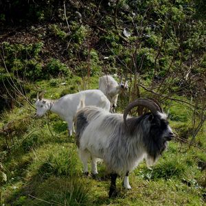 Goats grazing in forest