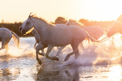 Horse standing in lake