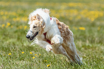 Borzoi dog in red shirt running and chasing lure in the field on coursing competition