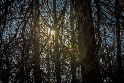 Low angle view of trees against sky