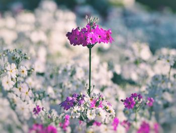 Close-up of pink flowering plant