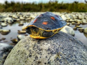 Close-up of tortoise on rock