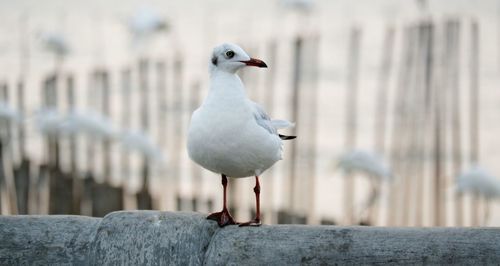 Close-up of seagull perching on wall in shore