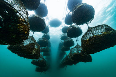 Close-up of jellyfish swimming in sea