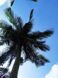 Low angle view of palm tree against clear blue sky