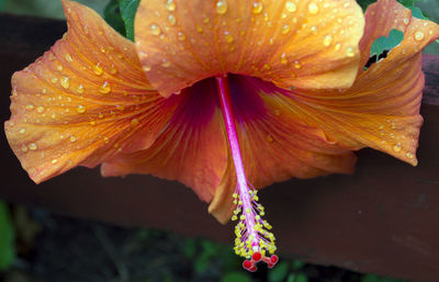 Close-up of wet yellow hibiscus blooming outdoors