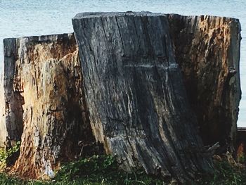 Close-up of tree trunk