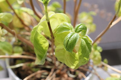 Close-up of fresh green plant