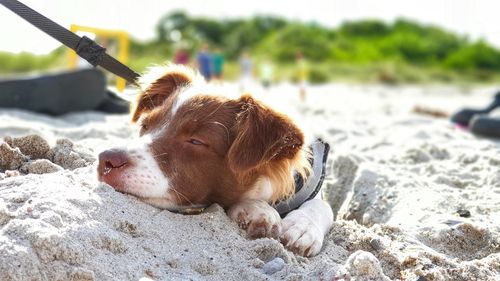 Dog resting on a beach