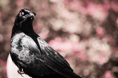 Close-up of bird