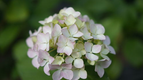 Close-up of flowers