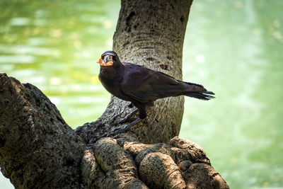 Bird perching on tree trunk