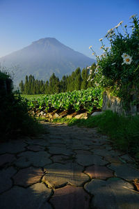 Scenic view of landscape against clear sky