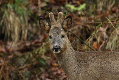 Close-up alert deer in the wild