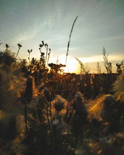 Close-up of plants on field against sky during sunset