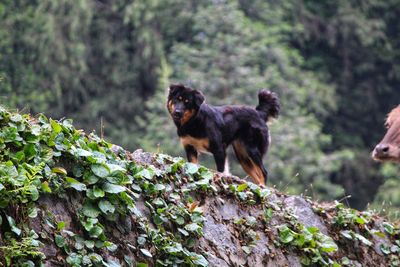 Dog looking away on rock