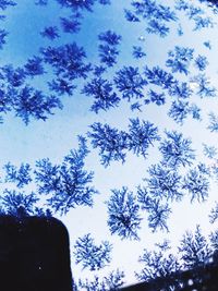 Low angle view of tree against sky