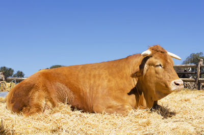 Cow on hay against clear sky