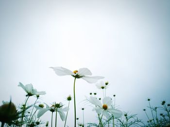 Close-up of white flowering plant against clear sky