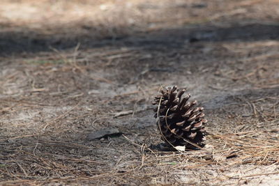 Close-up of pine cone on field