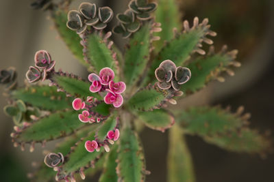 Close-up of flowering plant