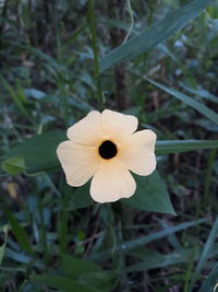 Close-up of white flowering plant on field