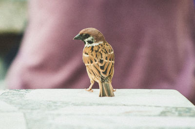 Close-up of bird perching