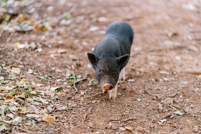 Close-up of pig