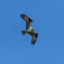 Low angle view of eagle flying in sky