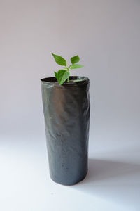 Close-up of potted plant against white background
