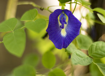 Close-up of flower blooming outdoors