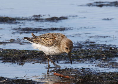 Bird perching on the beach