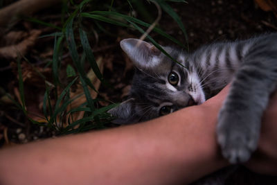 Close-up portrait of cat relaxing 