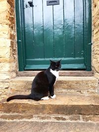 Cat sitting on steps by door