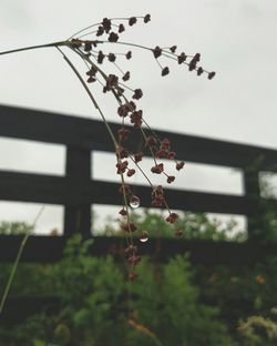 Low angle view of tree