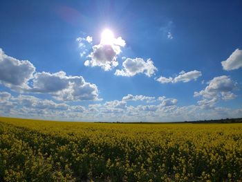 Scenic view of oilseed rape field against sky