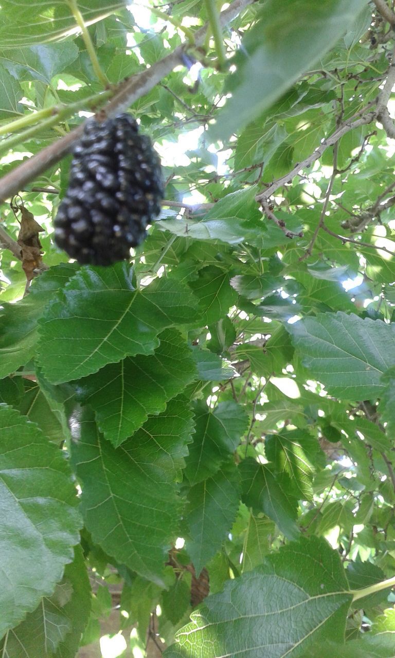 leaf, growth, tree, green color, close-up, nature, fruit, plant, freshness, food and drink, branch, beauty in nature, focus on foreground, day, natural pattern, outdoors, no people, tranquility, hanging, food